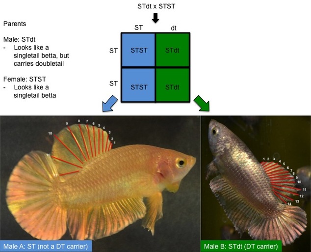 Betta Fish Color Chart